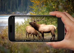 S130-C, Wildlife 8MP 4K Kamera mit Live View und Starlight